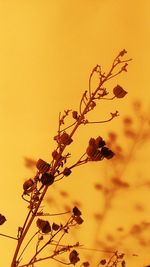 Close-up of plant against sunset sky