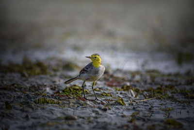 Close-up of bird perching on a field