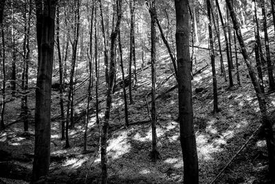 Trees in forest