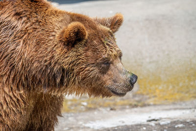 Close-up of an animal