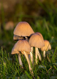 Close-up of mushroom growing on field