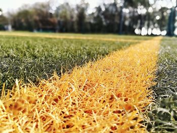 Surface level of grass on field
