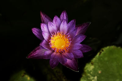 Close-up of purple flower against black background