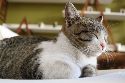 Close-up of cat relaxing at home