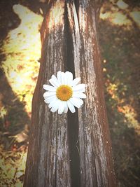Close-up of white flowers