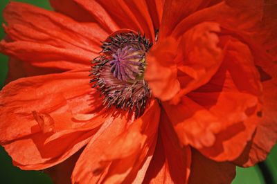 Close-up of red flower