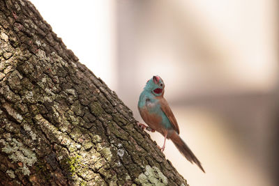 Bird perching on a tree