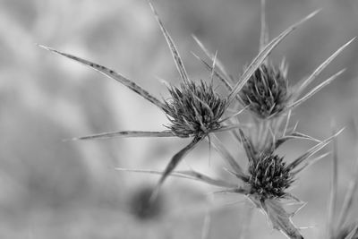 Close-up of dried plant on field