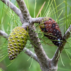 Close-up of caterpillar on plant