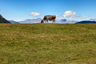 Mountain pastures with cow on the background of the cloudy sky