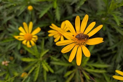 Close-up of insect on yellow flower