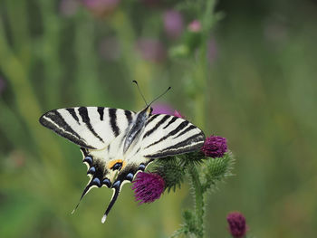 Close-up of butterfly pollinating on flower