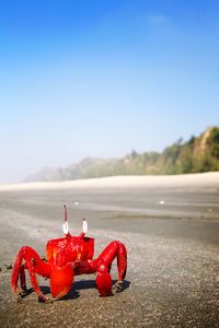 Red crab on sand against sky