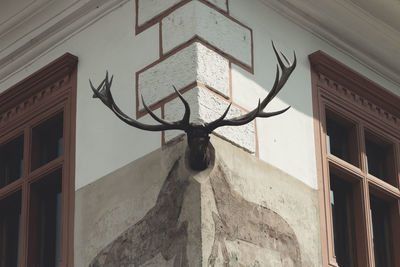 Low angle view of animal head mounted on wall