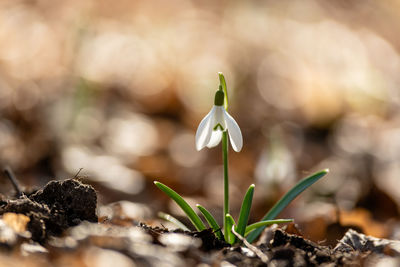 Close-up of white flowering plant