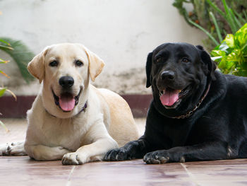 Close-up portrait of black dog