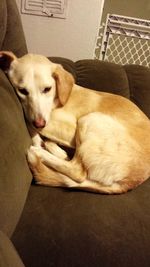 Close-up of dog sleeping