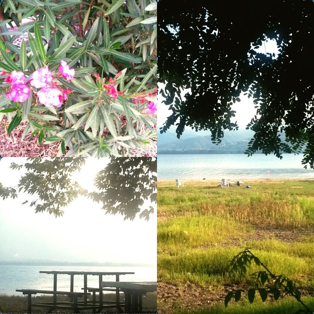 sea, horizon over water, water, beach, tree, tranquility, growth, nature, tranquil scene, beauty in nature, scenics, sky, shore, sunlight, plant, green color, grass, day, tree trunk, outdoors