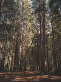 Low angle view of trees in forest
