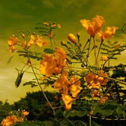 Close-up of yellow flowering plant on field
