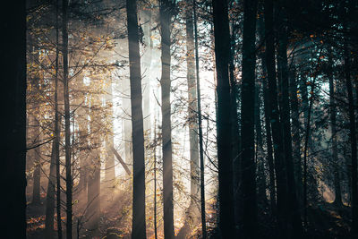 Trees in forest