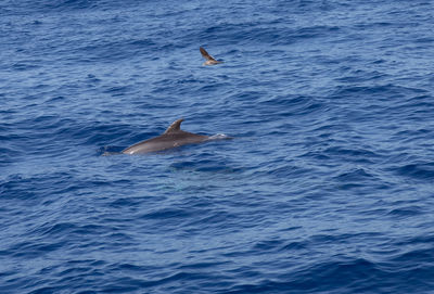 Fish swimming in sea