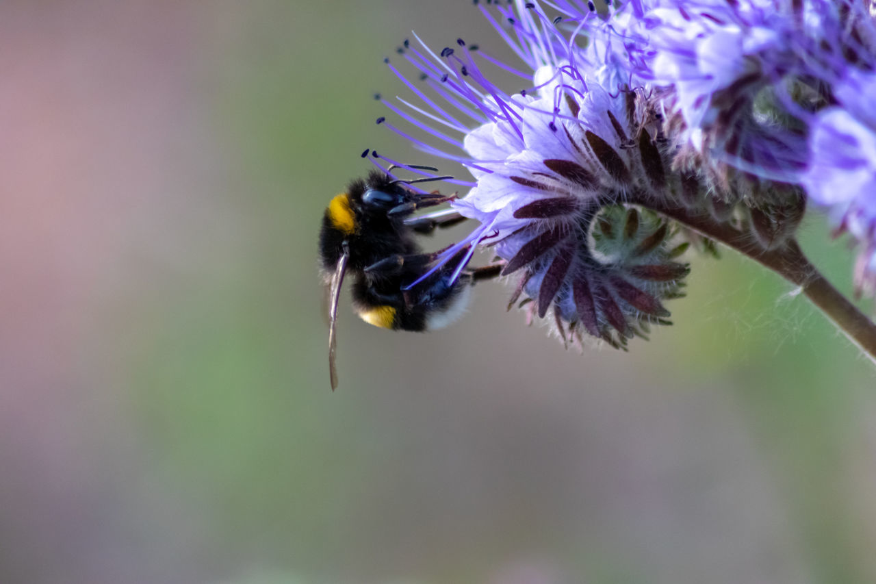 CLOSE-UP OF BEE ON FLOWER