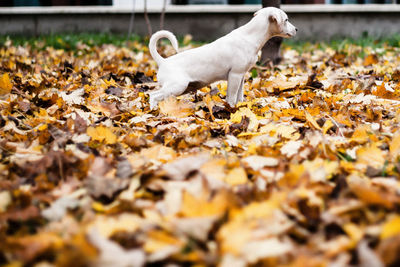 Full length portrait of dog urinating on fallen leaves