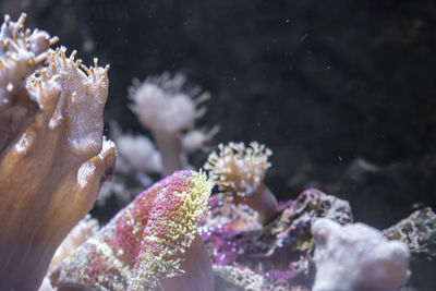 Close-up of coral in sea