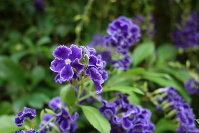 Close-up of purple flowering plant