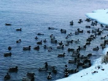Ducks swimming in sea