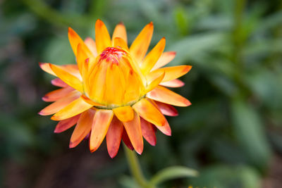 Close-up of yellow flower blooming outdoors