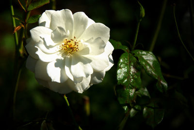 Close-up of white flowering plant