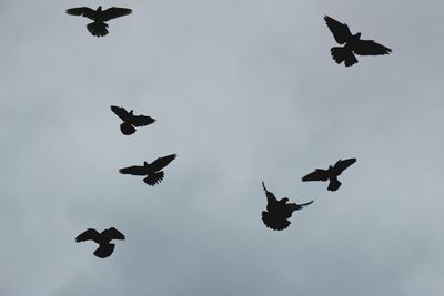 Low angle view of silhouette birds flying in sky