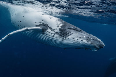 Close-up of fish swimming in sea