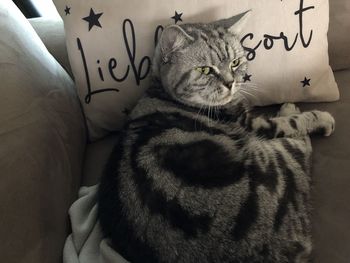 Cat resting on bed at home