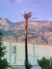 Trees and buildings against sky