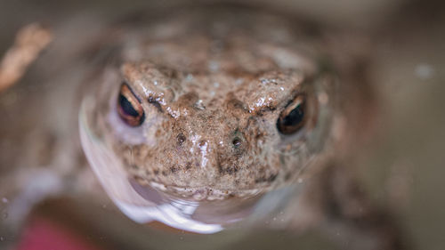 Close-up of frog