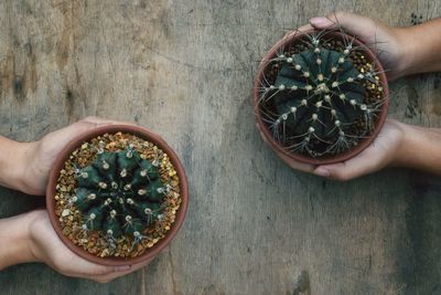 Cropped image of hands holding potted plants