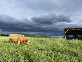 View of a sheep on field