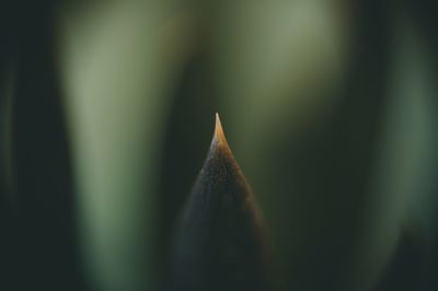 Close-up of plant against blurred background