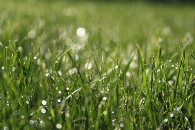 Close-up of raindrops on grass