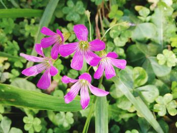 Close-up of pink flowers blooming outdoors