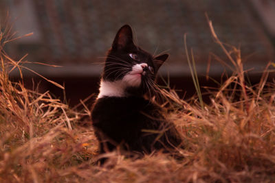 Close-up of cat in the countryside