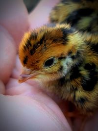 Close-up of a hand holding small bird