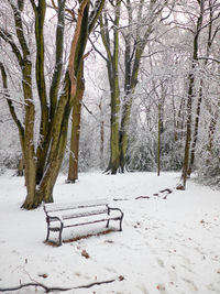 Trees on snow covered landscape in park