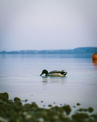 View of duck swimming in sea