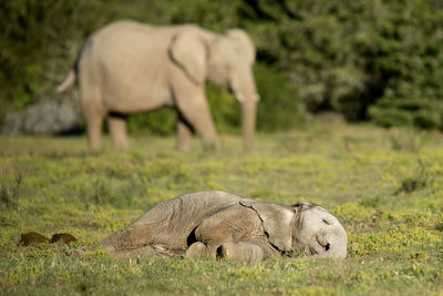 Elephants on field