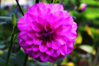 Close-up of pink rose flower in park