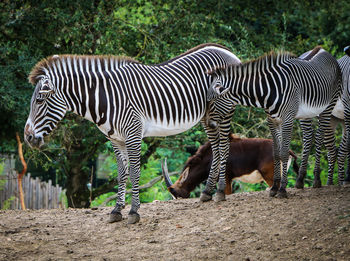 Zebra sitting on a field